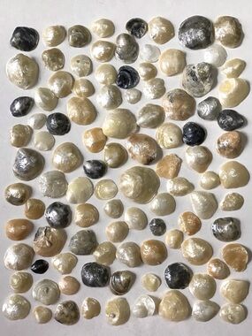 Seashells 100 Jingles Shiny Shells 5/8” to 1-5/8” Beach Arts Crafts Decor